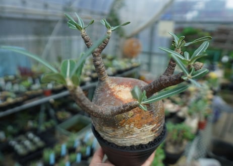 パキポディウム　グラキリス　 Pachypodium Gracilius  No.3
