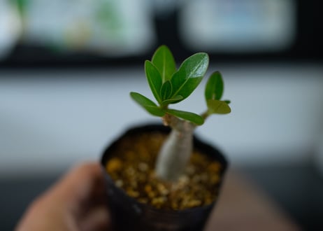アデニウム 沖縄実生