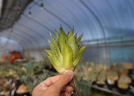 ×agave titanota 剣竜　No.7