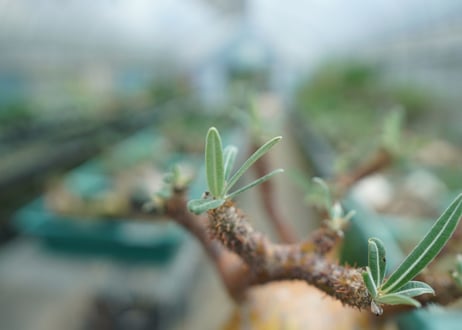 パキポディウム　グラキリス　 Pachypodium Gracilius  No.1