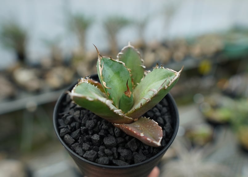 アガベ チタノタ 鬼爪雪峰 Agave titanota “Onitsume Yukimin