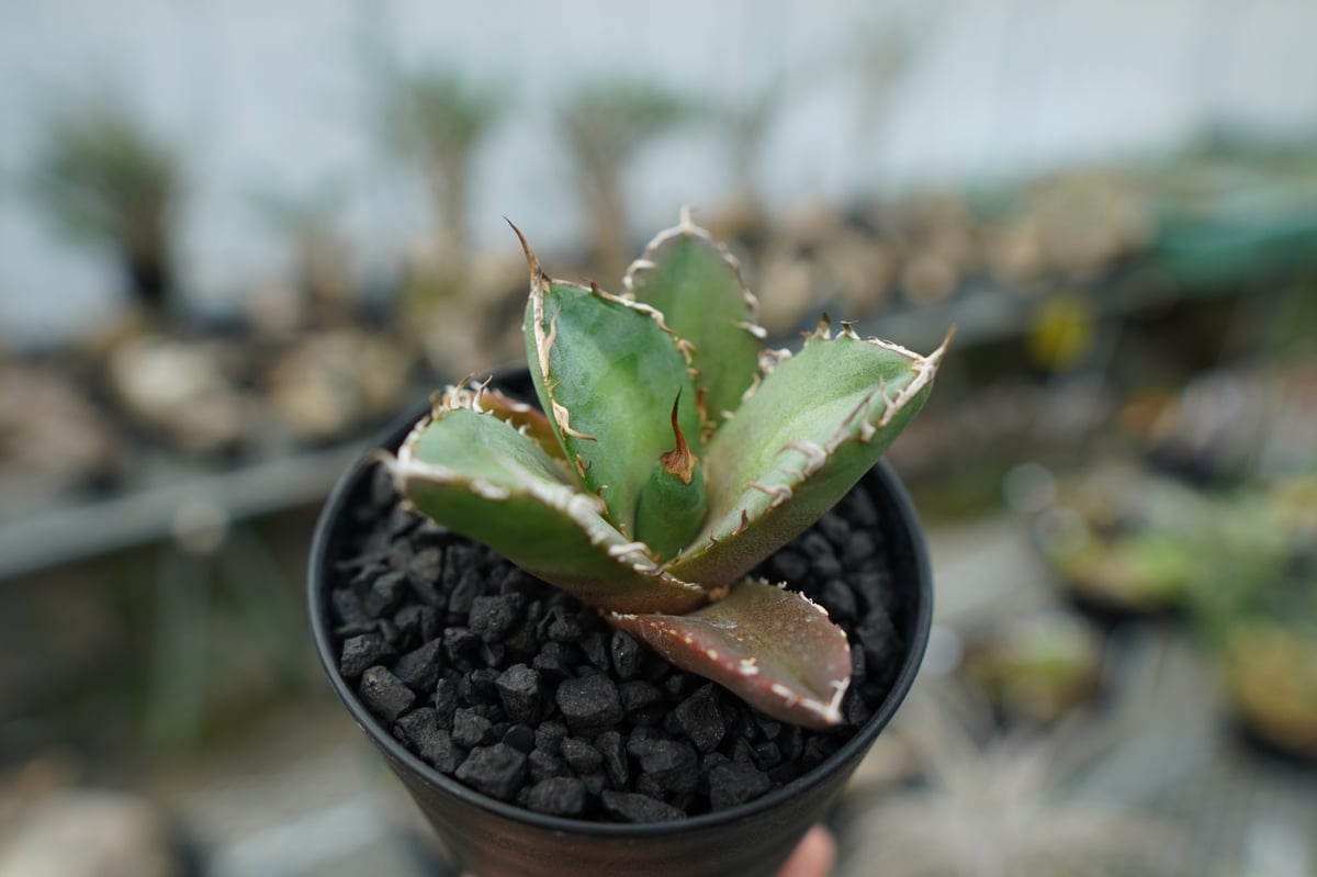 アガベ チタノタ 鬼爪雪峰 Agave titanota “Onitsume Yukimin