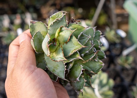 Agave titanota filigree No.2