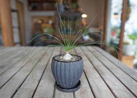 アルブカ　フミリス　 Albuca humilis