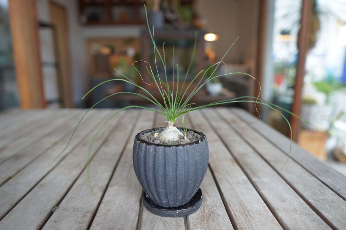 アルブカ フミリス Albuca humilis | mana's farm:塊根植物・アガ