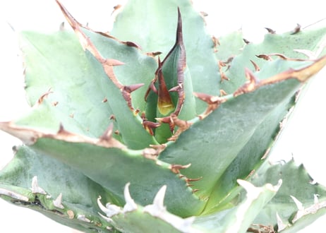 Agave titanota FO-76 compacta dwarf  no.４