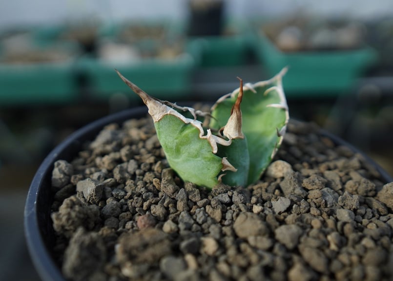 アガベ チタノタ 夕映厳龍 Agave titanota Solar eclipse C7 |