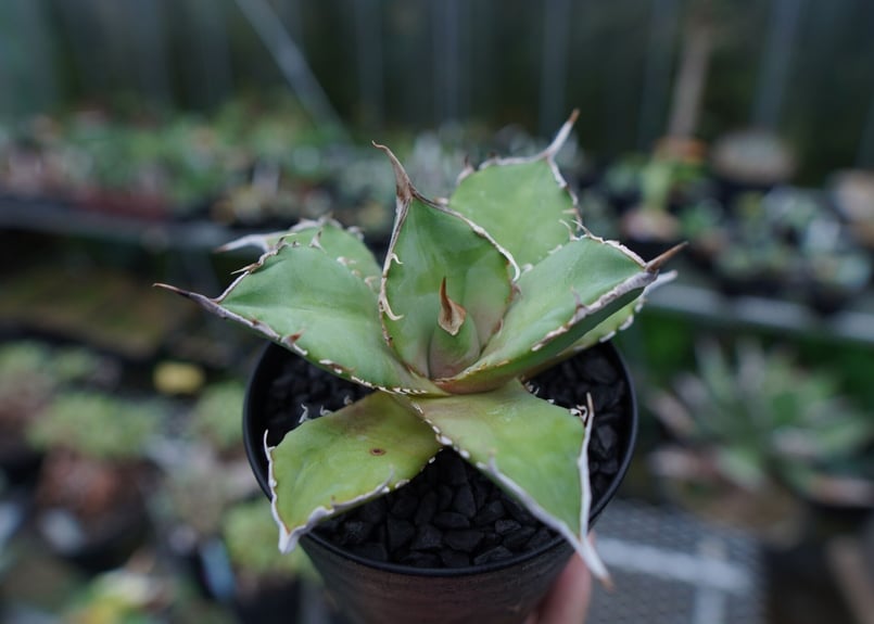 アガベ チタノタ 獅子光 agave titanota Lion light 子株 No.4