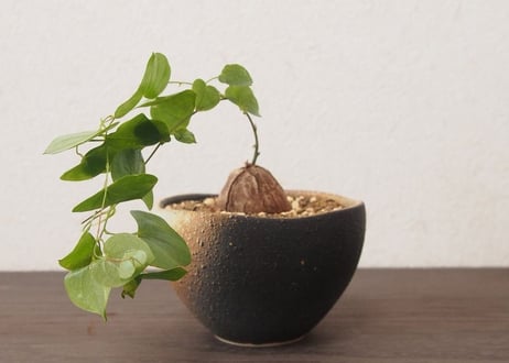 亀甲竜 ディオスコレア エレファンティペス dioscorea elephantipes no.4