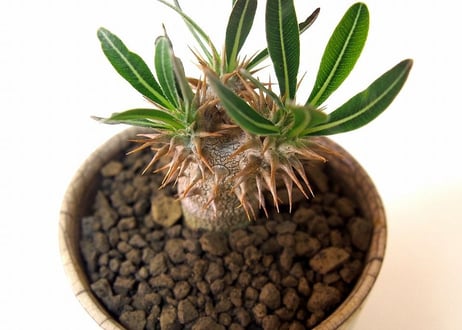 パキポディウム デンシフローラム  シバ女王の玉櫛 Pachypodium  densiflorum  france pot