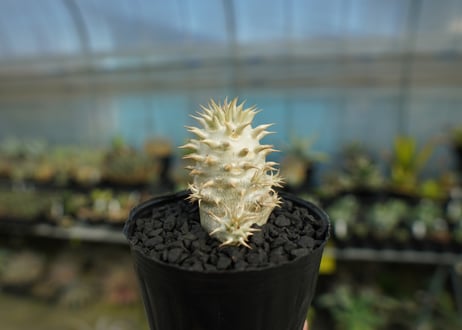 パキポディウム　デンシフローラム Pachypodium densiflorum