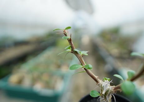 フォークイエリア　フォルモサ　Fouquieria formosa