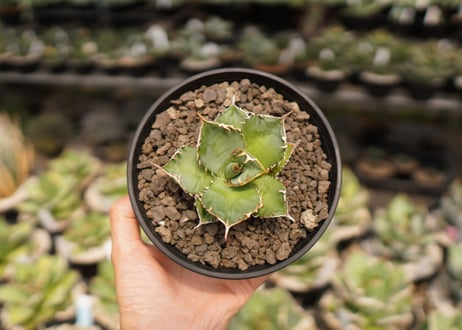 Agave titanota FO-76  A NO.1