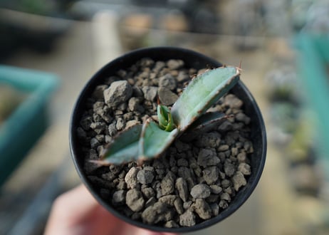 アガベ　チタノタ　 ブラックアンドブルー 　Agave titanota black and blue No.3