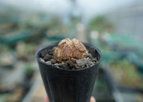 亀甲竜　Dioscorea elephantipes　No.6