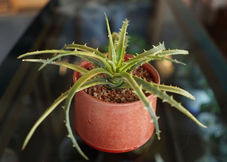 ディッキア　アンダマン　Dyckia 'Samed Rtp'(Andaman)