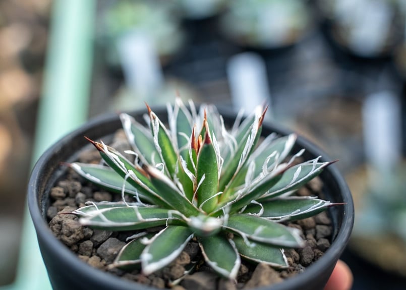 アガベ フィリフェラ シディゲラ agave filifera ssp. schidigera