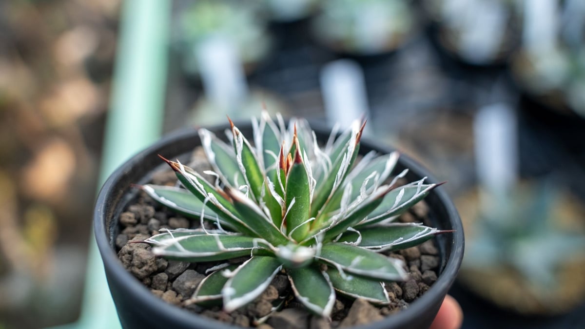 アガベ フィリフェラ シディゲラ agave filifera ssp. schidigera
