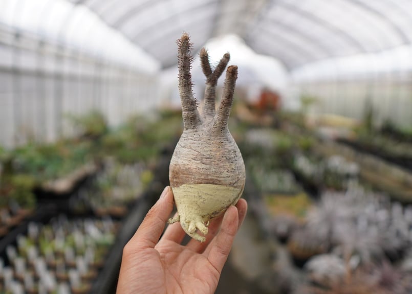 【抜き苗は割引】パキポディウムグラキリス★ウィンゾリーアンボンゲンセ光堂パキプス パキポディウム ウィンゾリー 国内実生 繁殖株 ボトルタイプ15