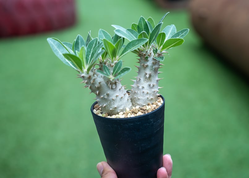 パキポディウム ホロンベンセ | mana's farm:塊根植物・アガベ・ドライ