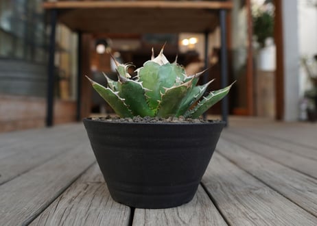 アガベ　チタノタ　Agave titanota