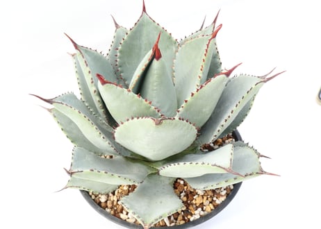 Agave pygmaea 'Dragon Toes'