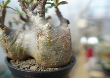パキポディウム　グラキリス　 Pachypodium Gracilius　No.2