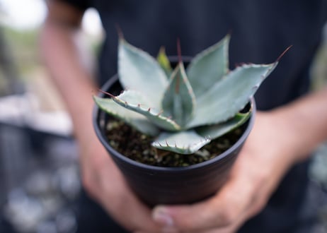 Agave parryi
