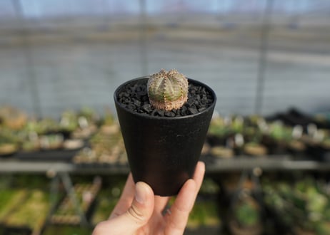 ユーフォルビア　オベサブロー　Euphorbia ObesaBlow