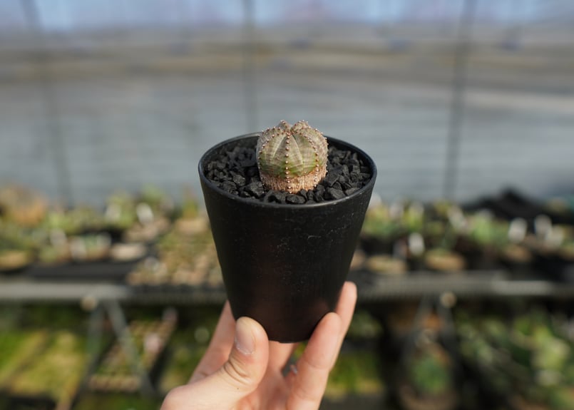 ユーフォルビア オベサブロー Euphorbia ObesaBlow | mana's far