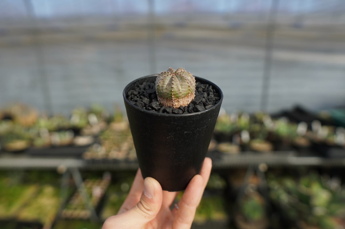 グラキリス　オベサ　オベサブロー fit=scale-down,w=1200