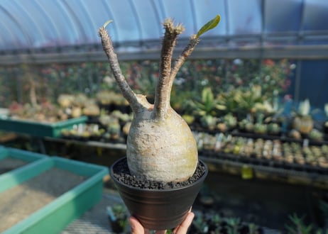パキポディウム　グラキリス　 Pachypodium Gracilius  No.5