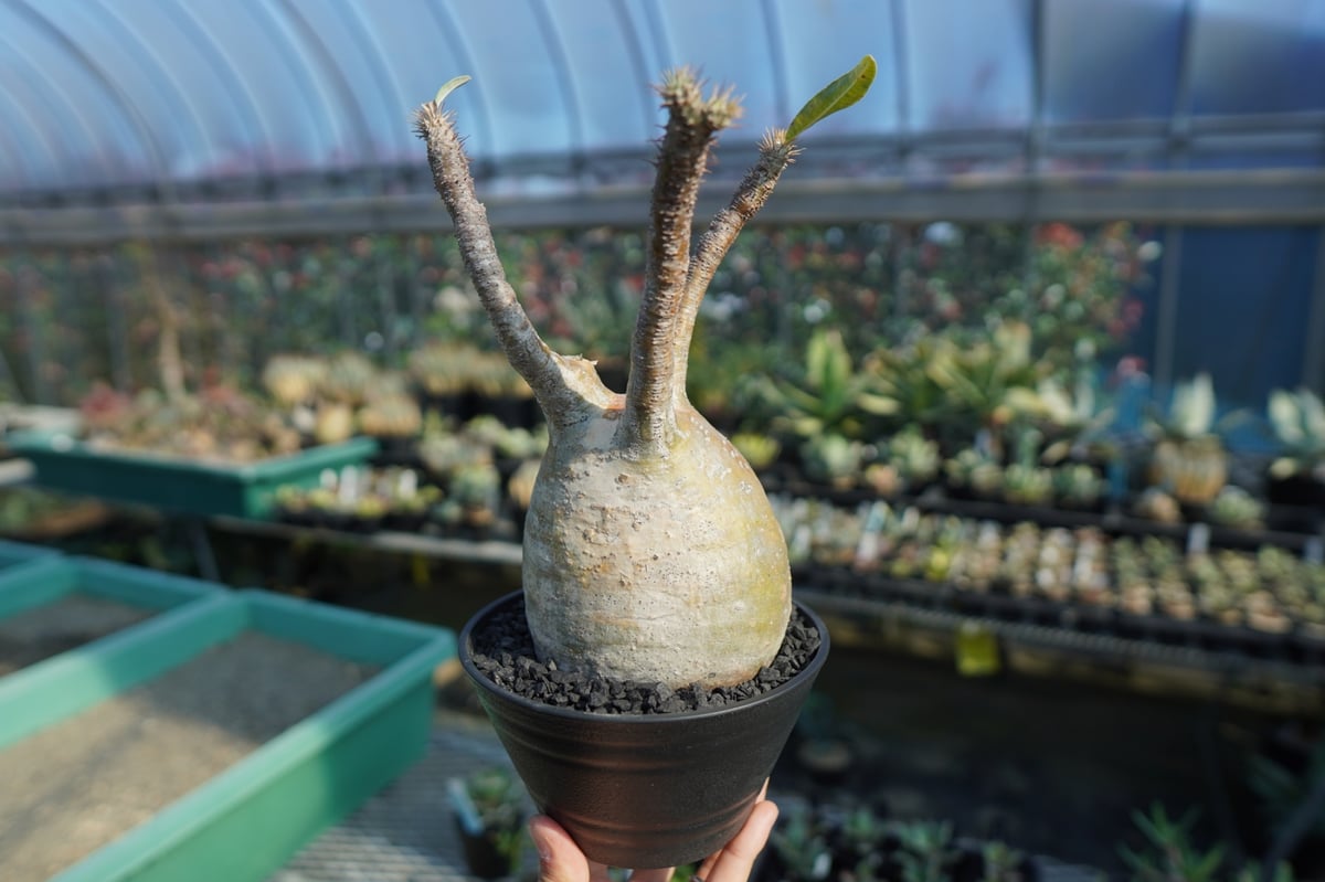 パキポディウム グラキリス Pachypodium gracilius ⑤ パキポディウム グラキリス Pachypodium Gracilius No.5 | ma
