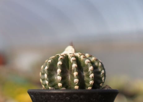 ディスコカクタス　ホルスティ
