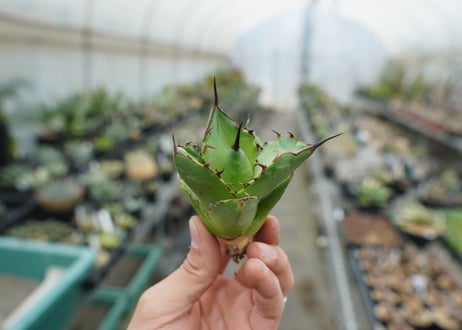 【抜き苗】アガベ　チタノタ　FO-76　Agave titanota FO-76