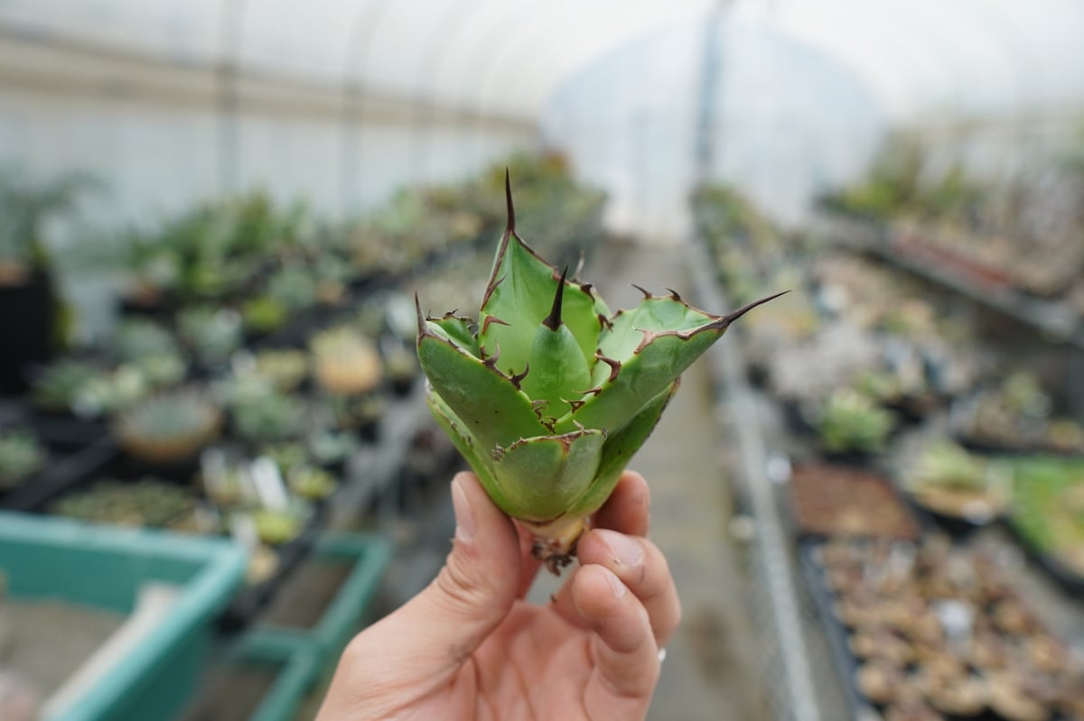 抜き苗】アガベ チタノタ FO-76 Agave titanota FO-76 | mana