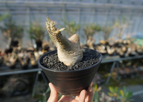 パキポディウム マカイエンセ　Pachypodium makayense　No.6