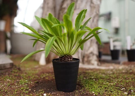 鉄甲丸　Euphorbia bupleurifolia