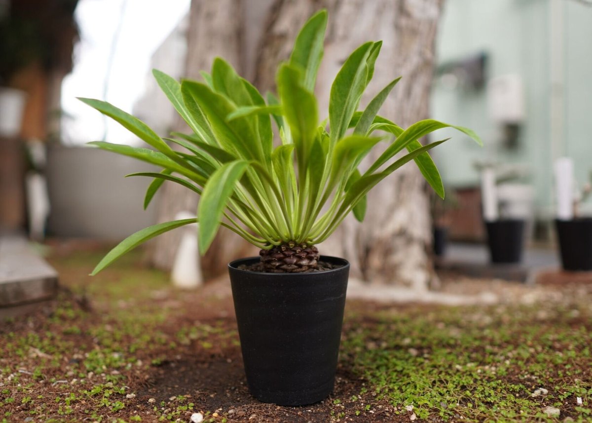 鉄甲丸 Euphorbia bupleurifolia | mana's green:塊根植物...