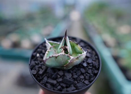 アガベ　チタノタ　 ブラックアンドブルー 　Agave titanota black and blue　No.4