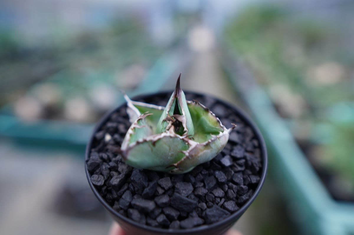 アガベ チタノタ ブラックアンドブルー Agave titanota black and