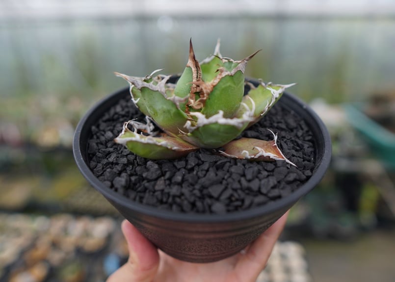 アガベ チタノタ シーザー 親株 子株付き