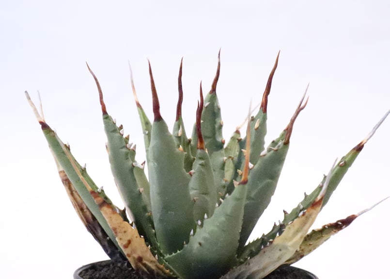 アガベ ユタエンシス ネバデンシス no.4 | mana's farm:塊根植物