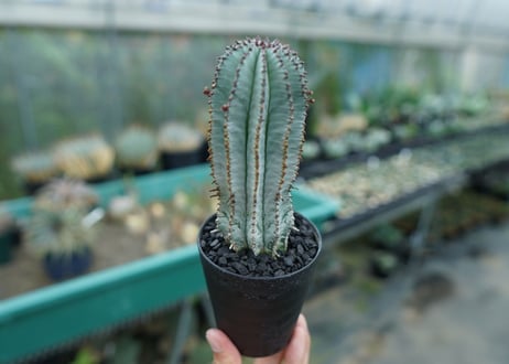 ユーフォルビア　ホリダ　スノーフレーク　Euphorbia horrida "Snowflake"