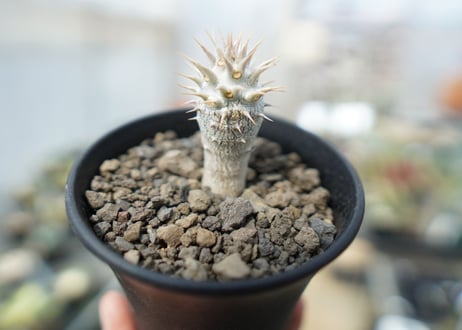 パキポディウム　デンシフローラム Pachypodium densiflorum