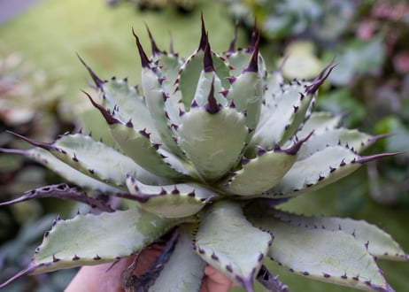 Agave macroacantha x Potatorum　大　超短葉