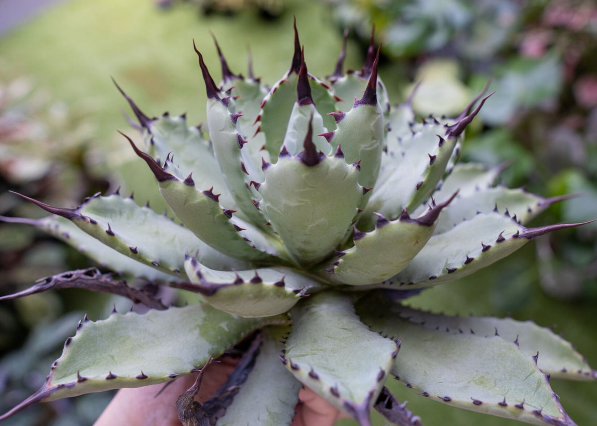 Agave potatorum✖️macroacantha【hybrid】230 Agave potatorum✖️macroacantha【hybrid】230 Macroacantha X