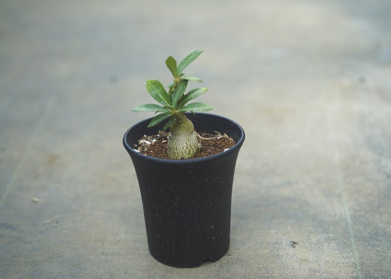 8月10日まで限定パキポデュウムサキュレンタム