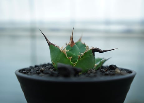 アガベ　チタノタ　白鯨　Agave titanota White whale