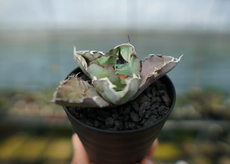 アガベ　チタノタ　 ブラックアンドブルー 　Agave titanota black and blue　No.6